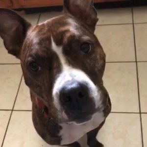 Meet your Posher, Samuel